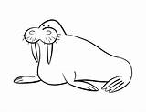 Walrus Coloring Pages Cliparts Clipart Designlooter Popular Clip Favorites Add Library 67kb 612px Sheet sketch template