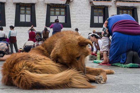 moegen alle lebewesen foto bild china buddhismus hund bilder auf