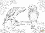 Coloring Parrot African Grey Supercoloring Pages Bird Drawing Animal Adult sketch template