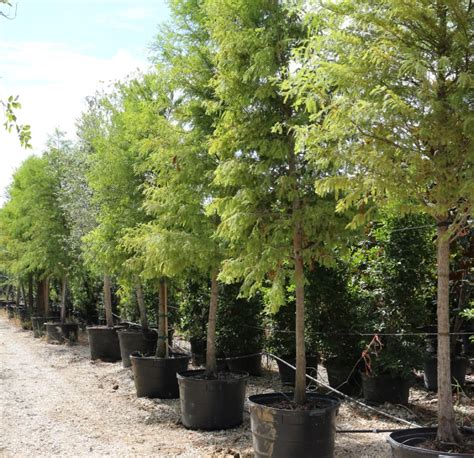 Shop Bald Cypress Trees In Houston Verdant Tree Farm