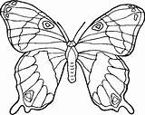 Farfalla Colora Schmetterling sketch template