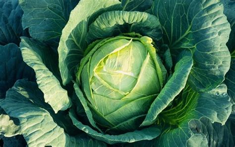 growing cabbage   container  correct  guide dirtgreencom