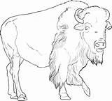Buffalo Coloring Draw Pages Outline African Drawing Drawings American Color Animal Animals Step Bison Pencil Kids Printable Clipart Sheets Print sketch template