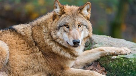 animal wolf brown  hd wallpapers hd wallpapers id