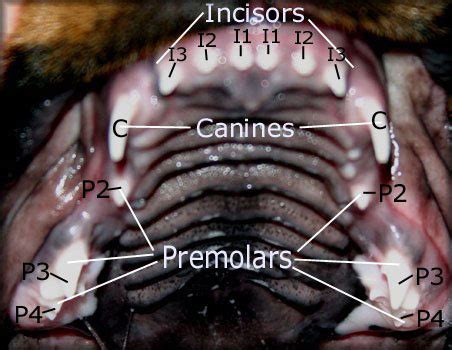 dokter hewan gigi anjing