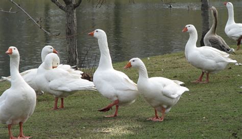 embden geese hobby farms