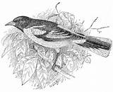 Baltimore Oriole Squidoo sketch template