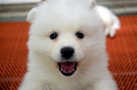 cute puppy  stock photo public domain pictures