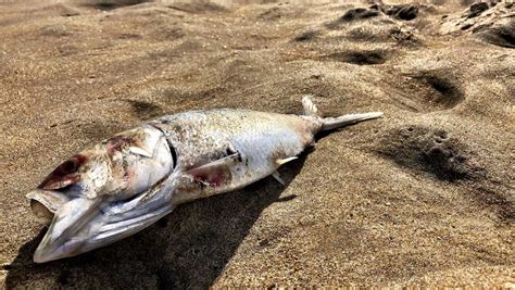hundreds  dead fish wash    orchard beach