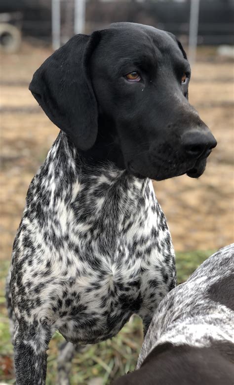 pointers  assist    puppy training efforts  cherish