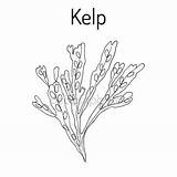 Kelp Seaweed Drawing Fucus Vesiculosus Vector Drawn Hand Sea Getdrawings Rockweed Stock Isolated Preview sketch template