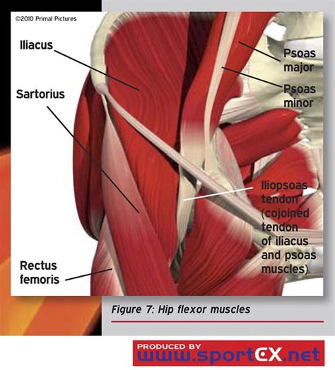 Hip Flexor Muscles Flickr Photo Sharing
