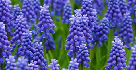 hyacinth care guide   grow hyacinth diy garden