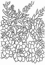Coloring Succulent Succulents sketch template
