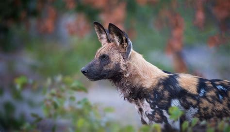african animal facts interesting facts  wild dogs