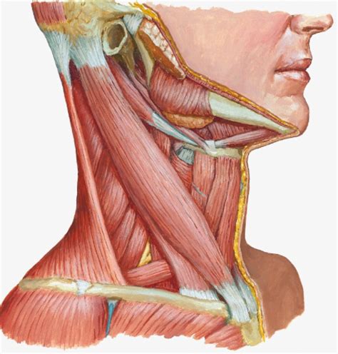 lateral neck diagram quizlet