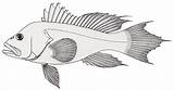Coloring Fish Pages Detailed Library Clipart Popular sketch template