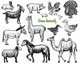 Illustratie Landbouwbedrijf Reeks Geit Dierlijke Kameel Paard Alpaca Ezel sketch template