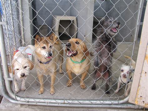 top  reasons  adopt  pet   animal shelter