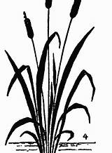Drawing Cattail Plant Kids Drawings Step Cattails Cat Tails Draw Pencil Vectors Plants Grass Getdrawings Nature Learn Choose Board sketch template
