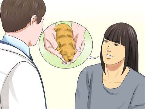 How To Determine The Sex Of Puppies 11 Steps With Pictures