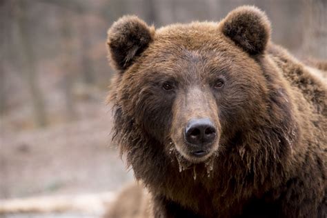 brown bear information pictures video facts    brown bear