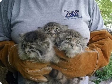 Уникални диви котки смятани за изчезнали бяха заснети в Русия