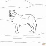 Wolf Coloring Arctic Pages Printable Drawings Designlooter Drawing Dot sketch template