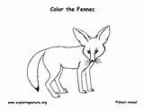 Fennec Fox sketch template
