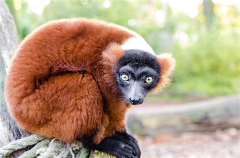 lemurs    endangered group  mammals  earth