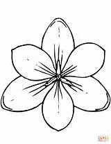 Magnolia Coloring Crocus Pages Clipart Flowers Tundra Printable Flower Drawing Outline Print Cliparts Twistynoodle sketch template