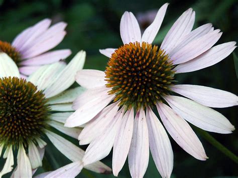 grow cone flowers garden guides