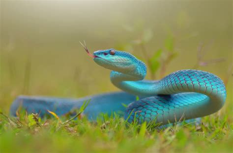 blue snake  beautiful picture
