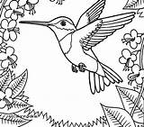 Hummingbird Coloring Pages Printable Ruby Throated Hummingbirds Color Print Getdrawings Getcolorings sketch template