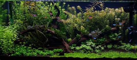 aquascaping tanks aquariums supplies rocks ideas sevenports