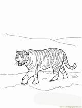 Tiger Coloring Amur Siberian Printable Mammals Color sketch template