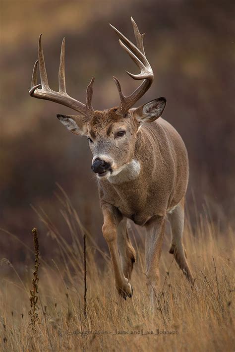 late buck hunting season    whitetail rut peaks  spokesman review