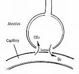 Alveoli sketch template