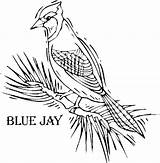 Bird Coloring Blue Jay Pages Printable Colorful Sketch Drawing Template Getdrawings sketch template