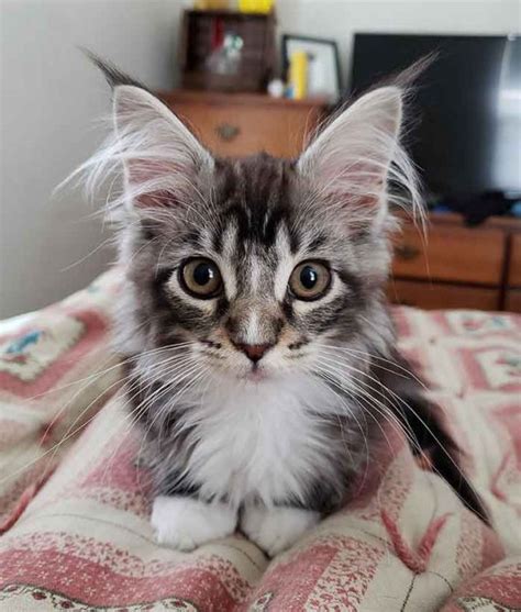 18 Maine Coon Kittens Waiting To Grow Up Into Giants We Love Cats And