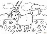 Coloring Goat Goats Printable sketch template