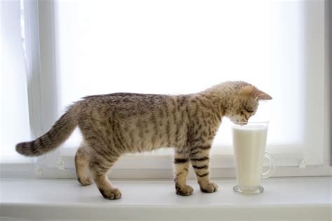 mag mijn kat melk drinken beestigbe