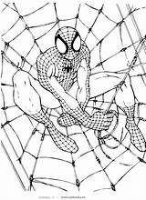 Spider Coloring Kolorowanki sketch template