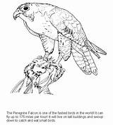 Falcon Coloring Pages Animal Color Print Animals Bird sketch template