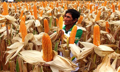 vietnam licenses genetically modified corn amid scientists