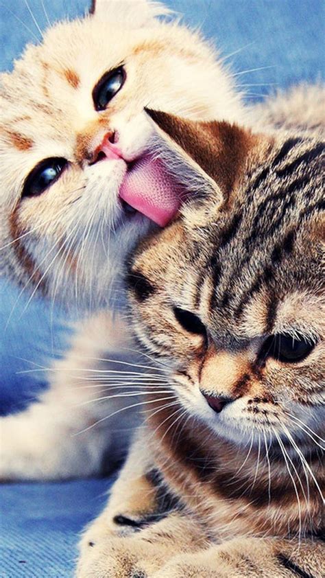 Cute Cats Hd Wallpapers For Iphone 7 Wallpapers Pictures