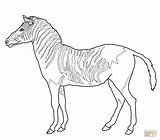 Zebra Coloring Pages Head Printable Getcolorings sketch template