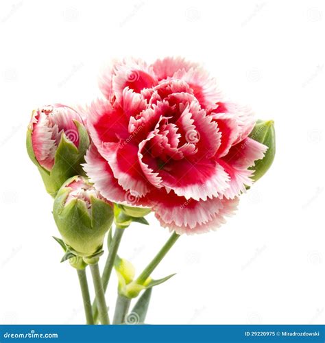 anjers stock afbeelding image  vers bloemen kleur