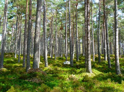 campsites  thetford forest norfolk suffolk