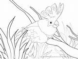 Cockatoo Crested Sulphur Coloringbay sketch template